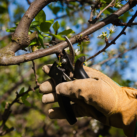 Apprendre à tailler les arbres fruitiers de manière douce, raisonnée et naturelle