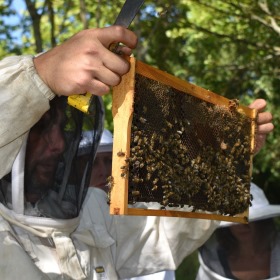 Initiation à l'apiculture bio et au travail en miellerie