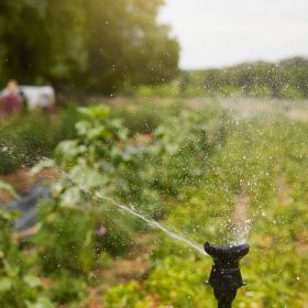 Concevoir et piloter son irrigation en maraichage, arbo et PPAM